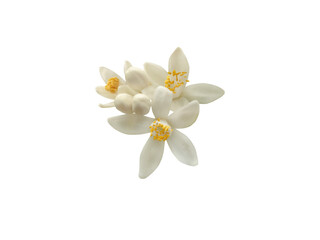 Bunch of white orange tree flowers and buds isolated transparent png. Citrus sinensis flowering plant.