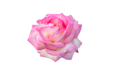 Creamy white edged with pink hybrid tea rose flower isolated transparent png. Beautiful rose bloom with blush petals.