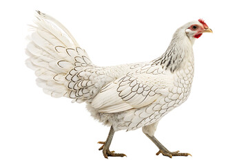 Fototapeta premium full body A profile of a Blue Wyandotte hen AI Generated By PNG