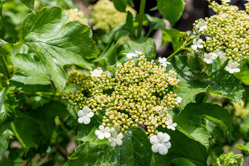 Flowers, buds, viburnum bush, leaves.