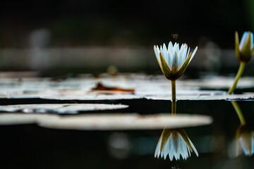 A single lily flower floats gracefully in a still pond, its soft petals glowing in gentle light; sharp focus highlights the delicate details against the calm, reflective water