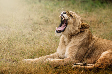 A lioness yawns widely in the wild, her sharp teeth and intense expression captured in fine detail; shallow depth of field isolates her face against a softly blurred natural backdrop