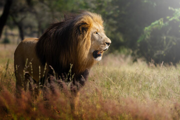 A male lion stands proudly in the open bushveld, sunlight casting golden highlights across his powerful frame and flowing mane; sharp focus captures every detail in the wild, natural setting.