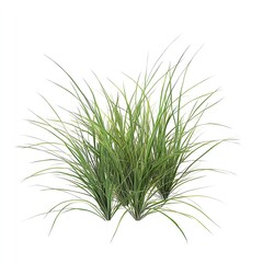 Fototapeta premium A cluster of three green and yellow ornamental grass plants isolated on a white background space