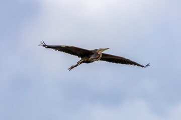 Close-up of a Purple Heron (Ardea purpurea) flying with blurred blue sky and white clouds in the background. Arrocampo Wetland, Extremadura, Spain