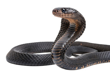  full body Black Pakistani Cobra Looking Into Camera  white background