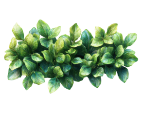 Lush greenery display space plant arrangement top view isolated on transparent background