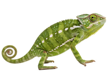Obraz premium full body chameleon AI Generated By PNG