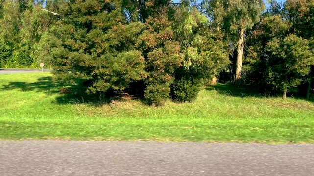 Driving plate side view of green mixed forest from car, with sky, road and cars in the background. Traveling through Rural Field in Day.
