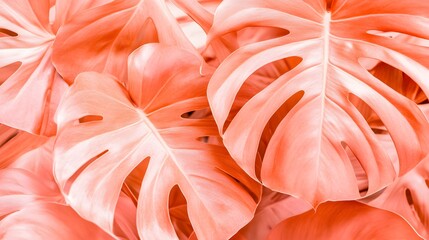Vibrant Coral Monstera Deliciosa Leaves Background
