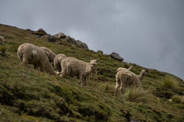 Alpaca in the Ausangate region of Peru