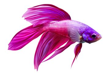 Siamese Fighting Fish with Flowing Pink Fins, cut out transparent