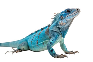 Obraz premium full body Grand Cayman Blue Iguana AI Generated By PNG