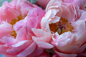 Bouquet of stylish peonies close-up. Pink peony flowers. Close-up of flower petals. Floral greeting card or wallpaper. Delicate abstract floral pastel background. Card Concept, copy space for text 