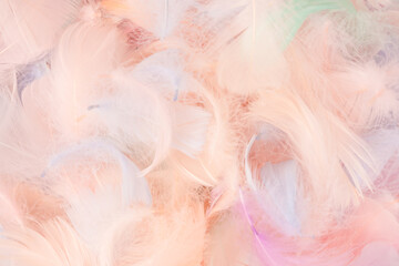 Colorful feather background, top view.