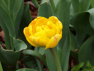 Yellow tulips on flower bed