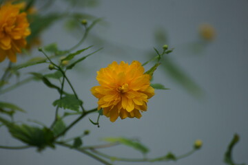 yellow flower on a green background