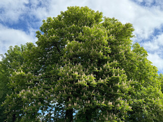 Horse Chestnut Tree in full bloom.