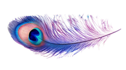 Obraz premium Striking Peacock Feather with Vibrant Colors, cut out transparent