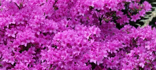 beautiful pink flowers in the garden