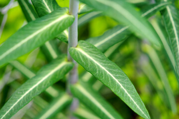 Close-up of leaves with stem of Euphorbia Lathyris L plant at garden at Swiss City of Zürich on a...