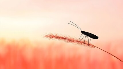 Silhouette of Insect on Grass Blade at Sunset - A black insect silhouette rests on a delicate grass blade against a soft orange sunset. Peaceful nature scene