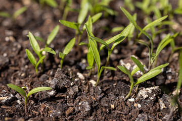Small green sprouts growing in the fertile soil