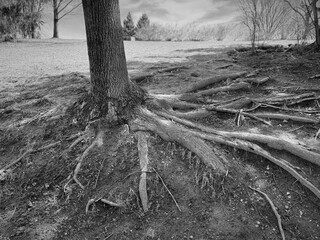 Photo en noir et blanc des racines d'un arbre dans le parc.