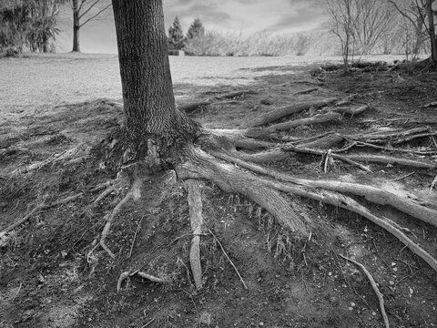 Photo en noir et blanc des racines d'un arbre dans le parc.