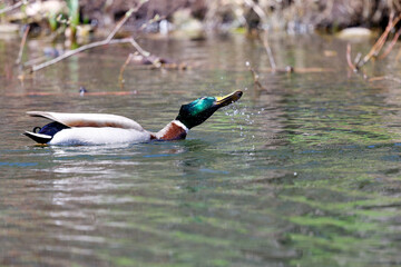 Un canard colvert male sur un lac.