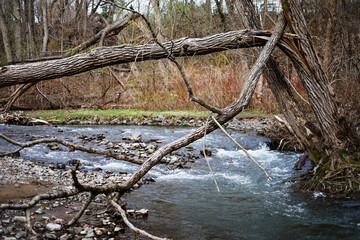 Une rivière dans la forêt printanière. Un arbre cassé dans la forêt.