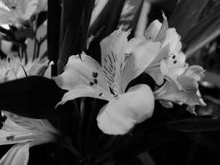 Magnifique bouquet de lys en noir et blanc. Mise au point sélective. Bouquet d'alstroemerias blancs dans un vase.