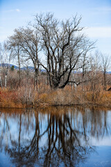 Reflet des arbres dans le lac. Paysage printanier avec rivière.