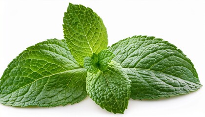 fresh moroccan mint isolated on a white background mentha