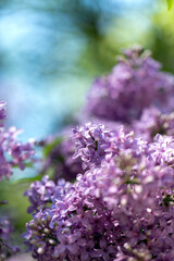 beautiful macro photo of blooming lilac, blurred background, bright photo with blooming lilac and purple flowers