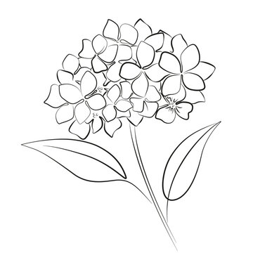 Hydrangea flower continuous line art drawing isolated on white background. Flowers with leaves. Hydrangea branch contour simple vector illustration. Beautiful floral bouquet.