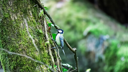 Great Tits in the rain at Hauxley Nature Reserve, Northumberland, Spring 2025