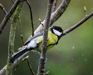 Naklejka premium Great Tits in the rain at Hauxley Nature Reserve, Northumberland, Spring 2025