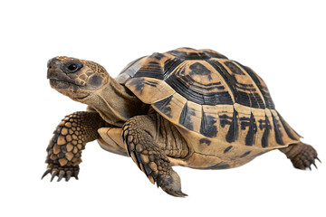 tortoise  Hermann AI Generated 