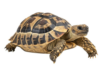 Obraz premium tortoise Hermann AI Generated 