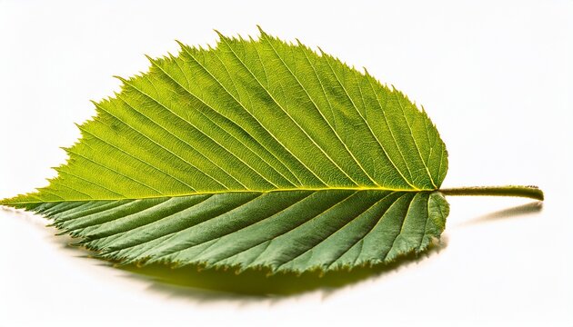 haselnut leaf closeup