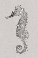 Sea Horse, Sea Animal Art- Handmade drawing 1