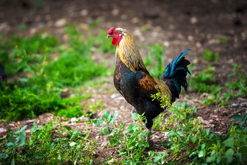 A rooster with vibrant multicolored plumage proudly stands on one leg in green grass. Sharp focus on the bird’s eyes, blurred background. The scene reflects rural life and traditional farming.