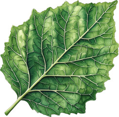 Detailed Watercolor Leaf Illustration