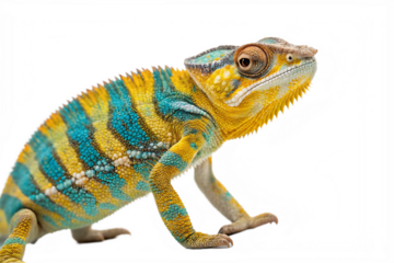 Yellow blue lizard Panther chameleon isolated on
PNG AL 