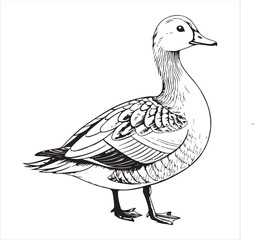 Duck Vector