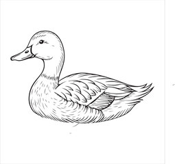 Duck Vector