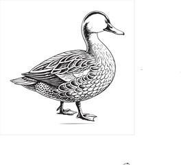 Duck Vector