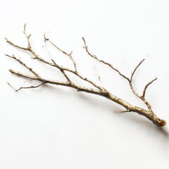Fototapeta premium Isolated branch twig nature tree plant wood dry design element art