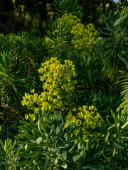 Fototapeta premium Euphorbia rigida, the gopher spurge or upright myrtle spurge,